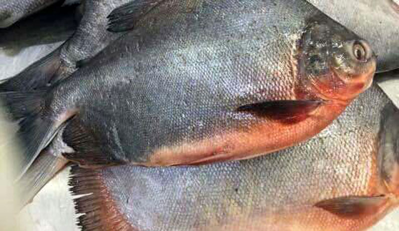 fresh-red-pomfret-pacu-whole-5307.jpg